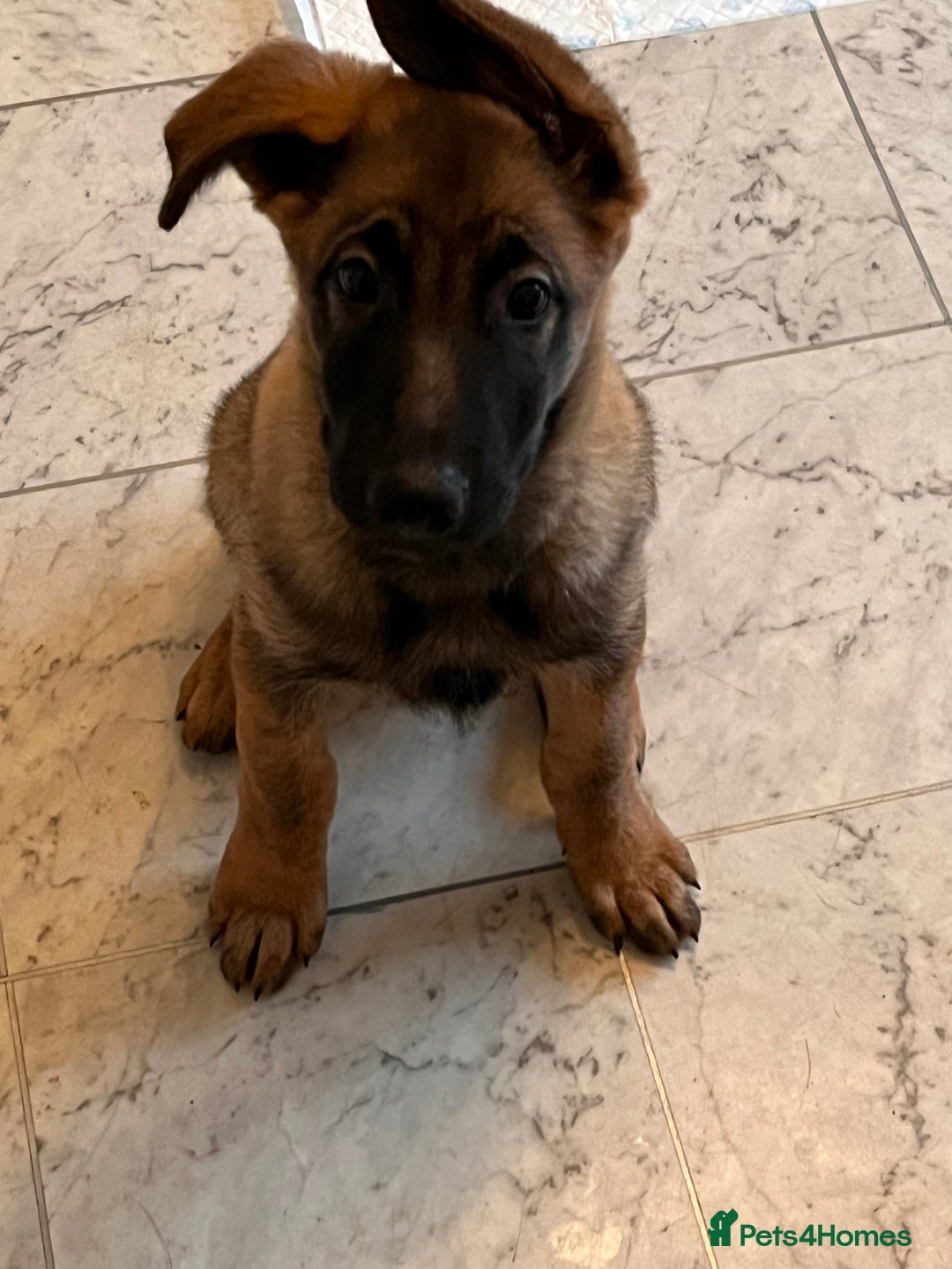 Mixed Breed dogs for sale: Shepinois  - Advert 2