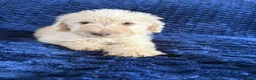 Labradoodle dogs for sale: Ready Now! Beautiful F1b Labradoodles  - Advert 28