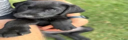 Labrador Retriever dogs for sale: Stunning Labrador Puppies  in Warminster - Advert 4