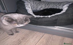 British Shorthair cats for sale: 4 British short hair  - Image 5
