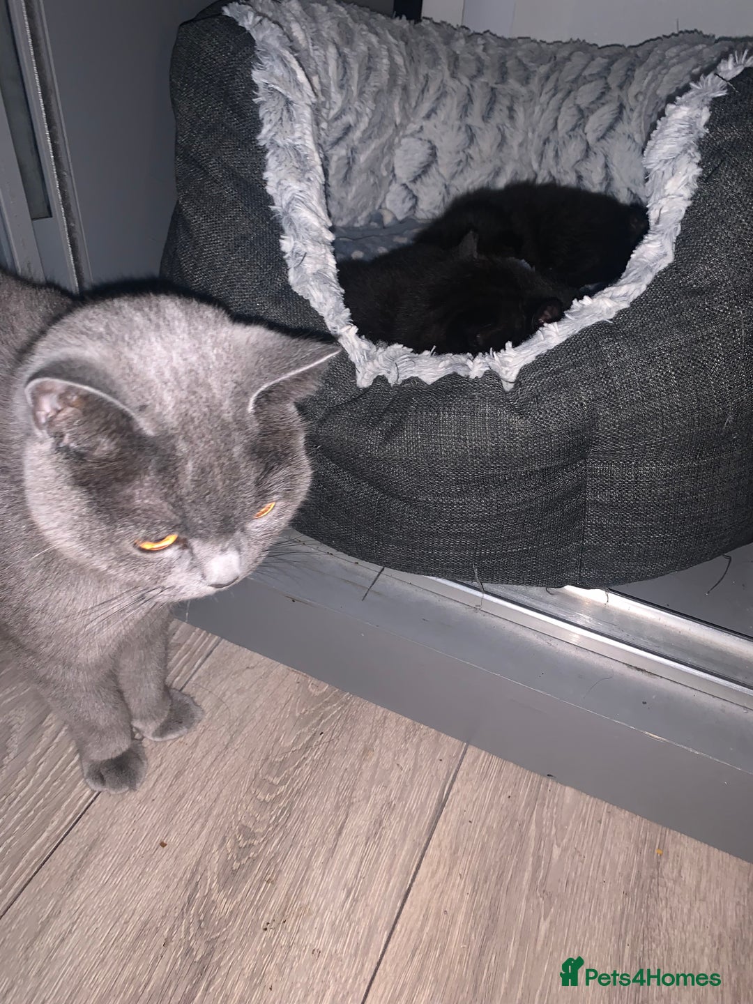 British Shorthair cats for sale: 4 British short hair  - Image 5