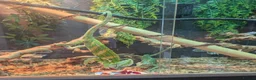 Chameleon reptiles for sale: Male & Female chameleons plus set up in Kettering - Advert 4