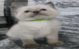 Ragdoll cats for sale: STUNNING RAGDOLL MALE KITTENS - Image 9