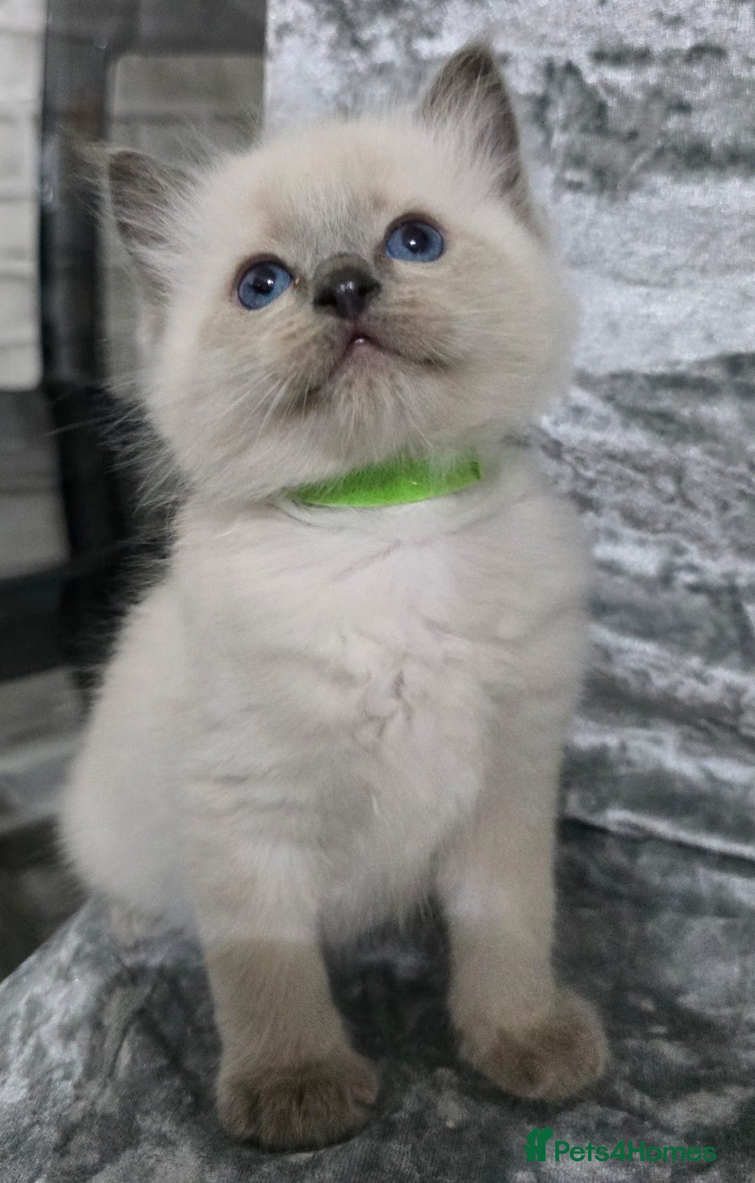 Ragdoll cats for sale: STUNNING RAGDOLL MALE KITTENS - Image 9