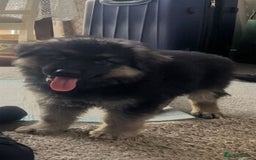 German Shepherd dogs for sale: 🐾🖤 Beautiful German Shepherd Pups for Sale🐶🏡 - Image 3