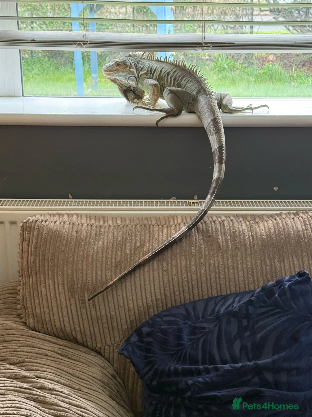 Iguana reptiles for sale: Iguana  - Advert 2