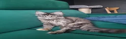 Maine Coon cats for sale: LAST TICA reg. female  - Advert 10