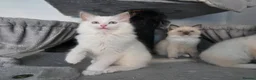 Ragdoll cats for sale: GCCF REGISTERED RAGDOLL KITTENS  - Advert 9