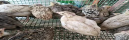 Quail poultry for sale: Quail Chicks For Sale - Advert 1