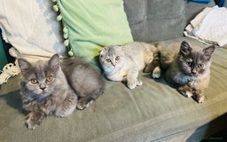 Scottish Fold cats for sale: Reduced blue straight boy & girl last one  ❤️ in Derby - Image 1