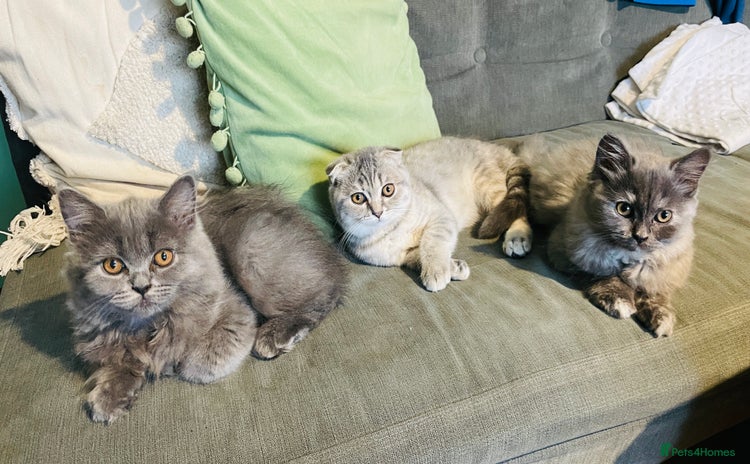 Scottish Fold cats in Derby - Advert 11