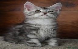 Maine Coon cats for sale: 👑 6 Majestic, health tested Kittens- TICA reg 🧬 - Image 12