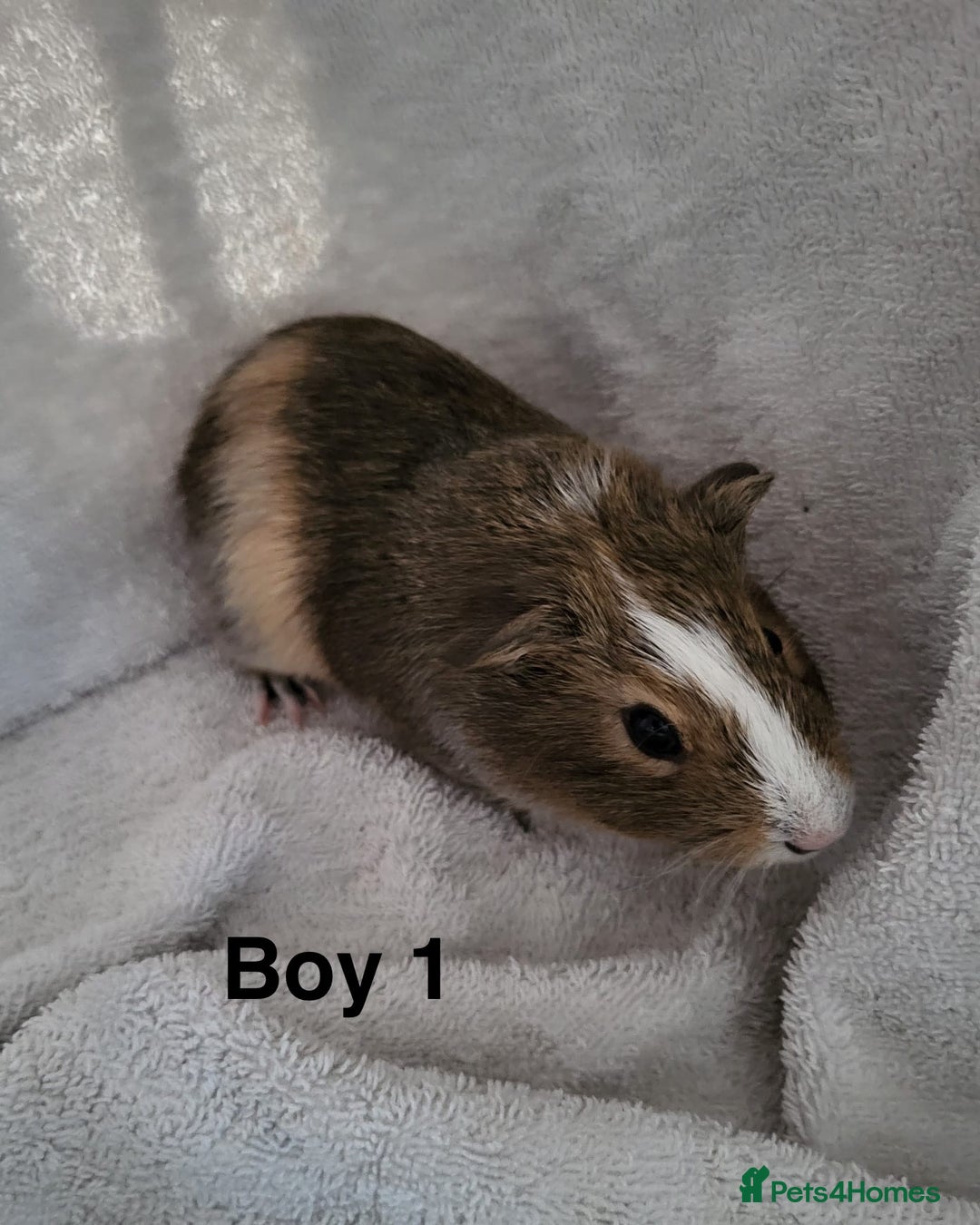 Guinea Pig rodents for sale: Baby Guinea Pigs  - Advert 5