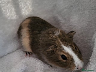 Guinea Pig rodents Baby Guinea Pigs - Advert 5