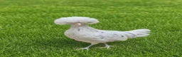 Chickens poultry for sale: POL HENS, CHICKS, QUAIL and DUCKS AVAILABLE  - Advert 3
