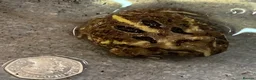 Frog reptiles for sale: Pac-Man Frogs cb26  - Advert 12