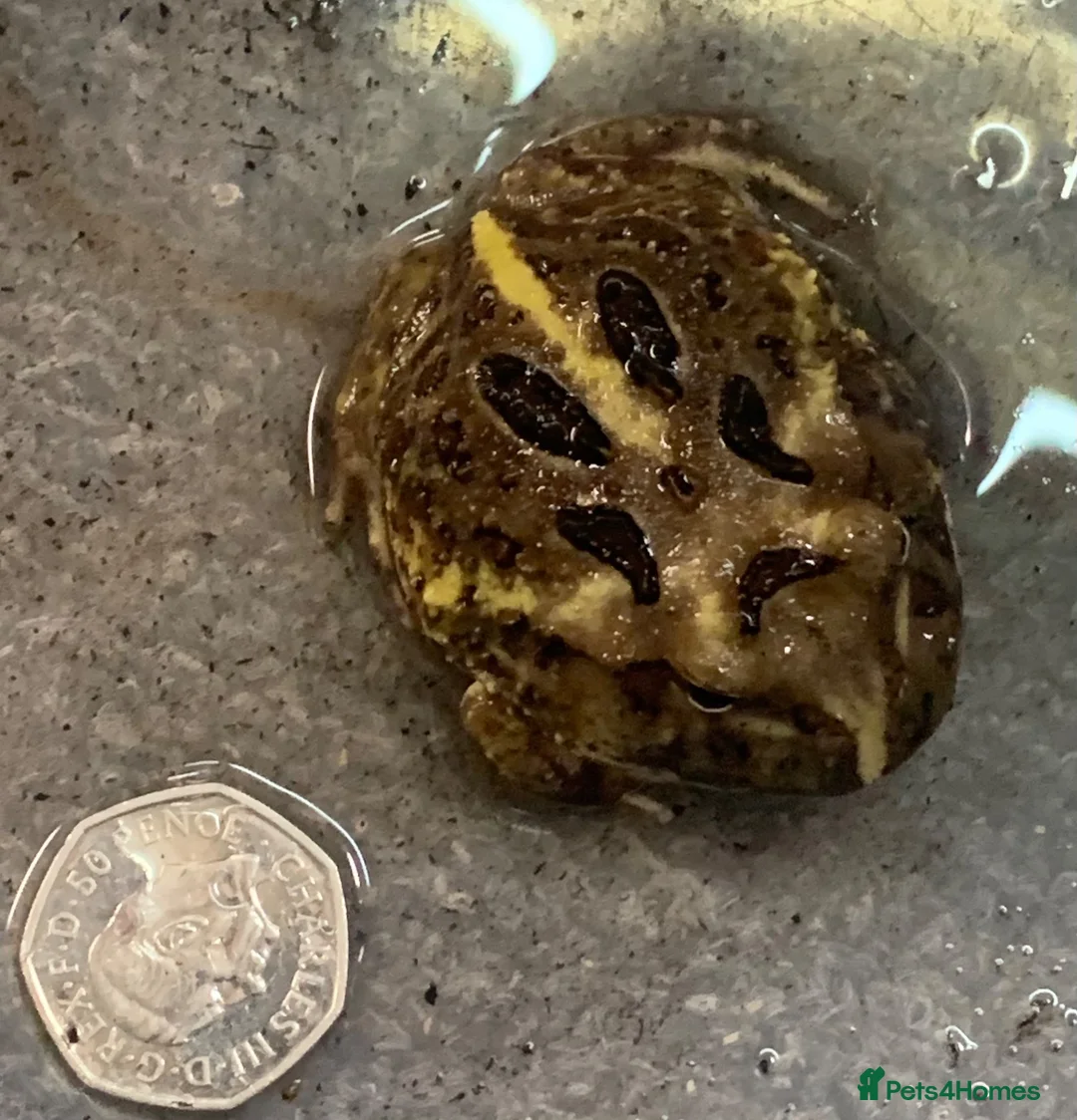 Frog reptiles for sale: Pac-Man Frogs cb26  - Advert 12
