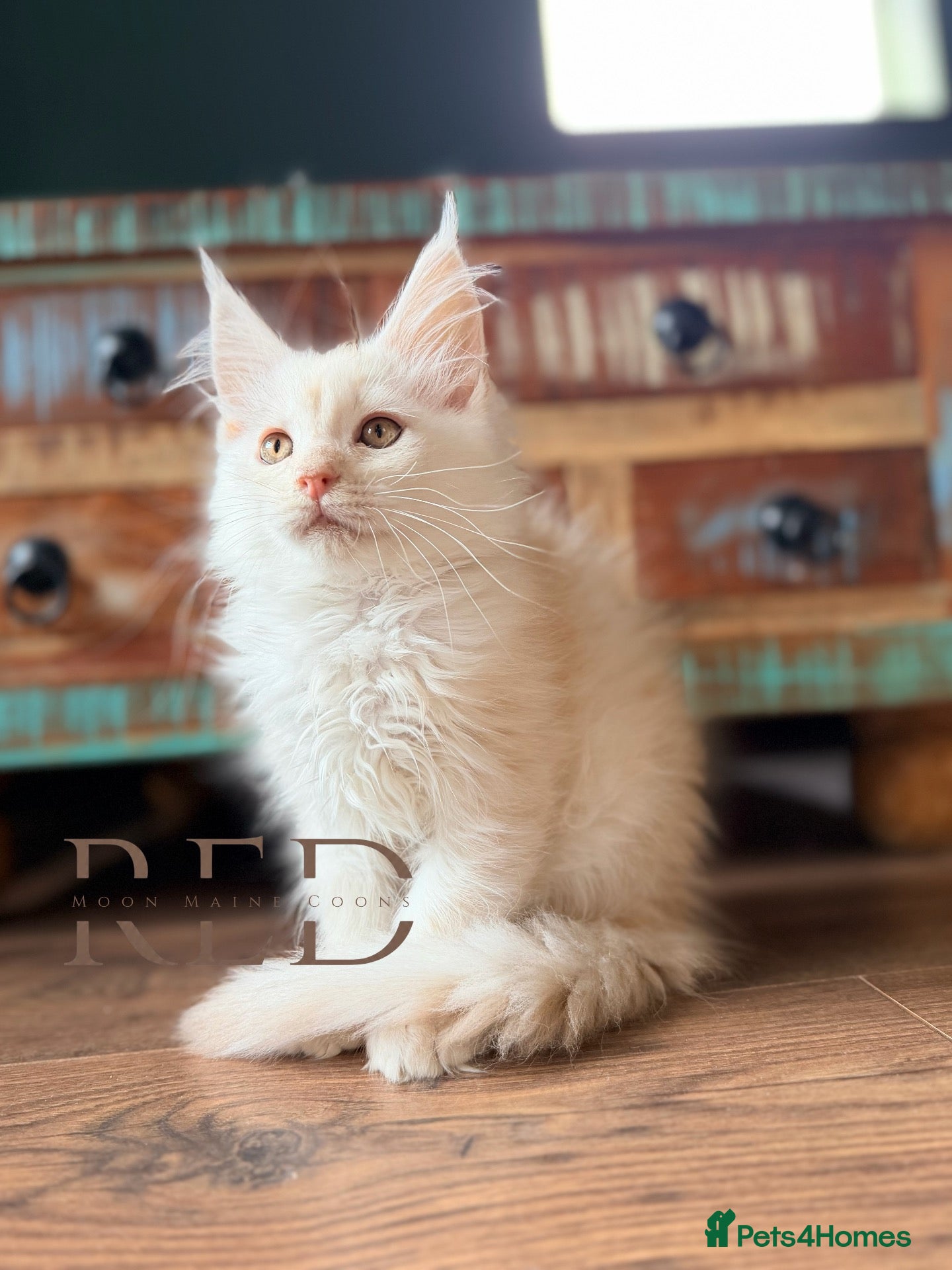 Maine Coon cats Pedigree Maine Coon Kittens - Advert 1