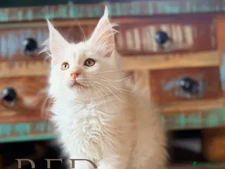Maine Coon cats Pedigree Maine Coon Kittens - Advert 1