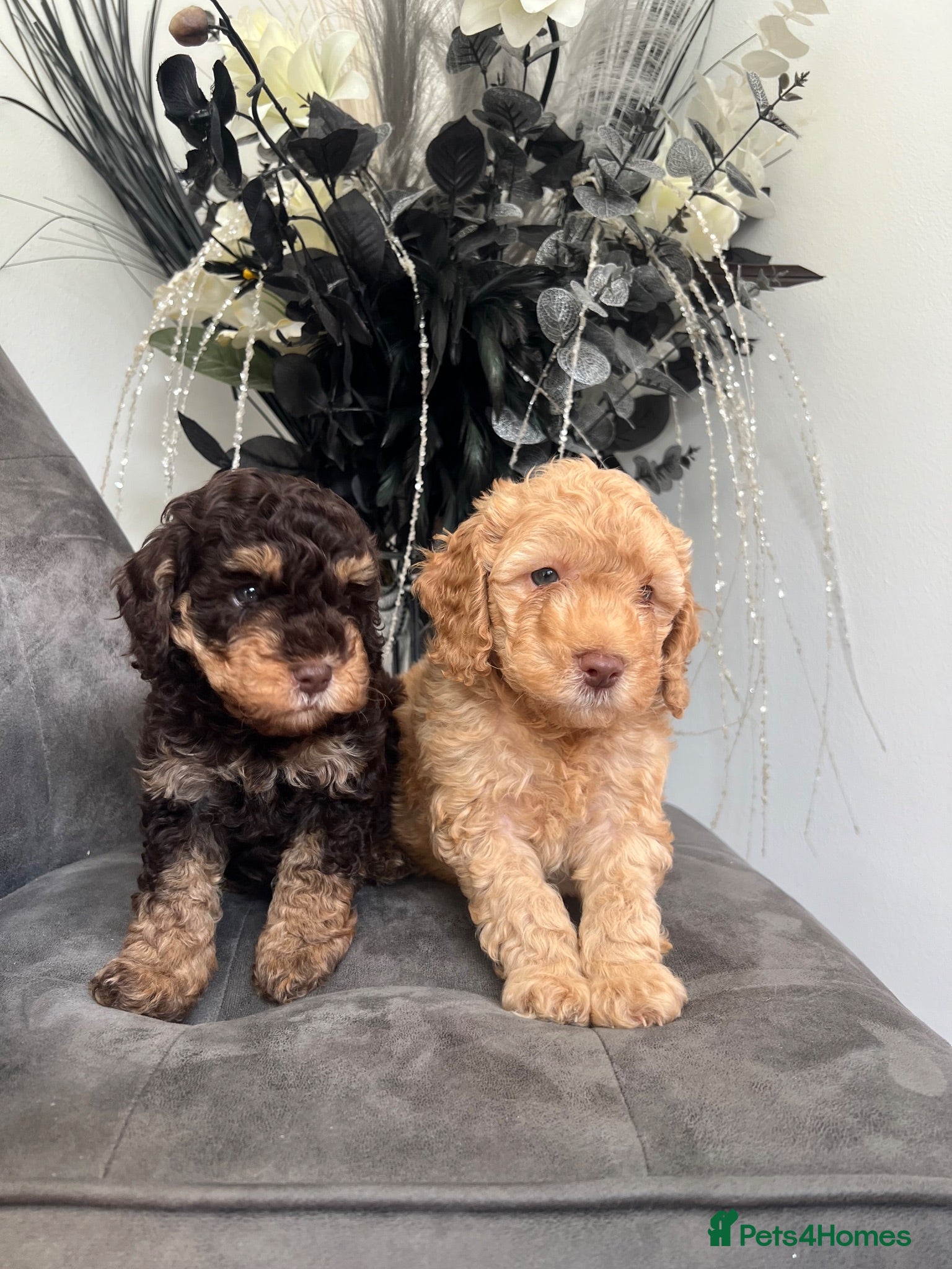 Cockapoo dogs F1b mini cockapoos. Health tested.  hols honoured  - Advert 2