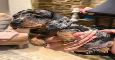 Miniature Dachshund dogs - Advert 16