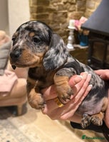 Miniature Dachshund dogs - Advert 8