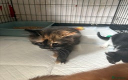 Mixed Breed cats for sale: Only 3 kittens left! - Image 34