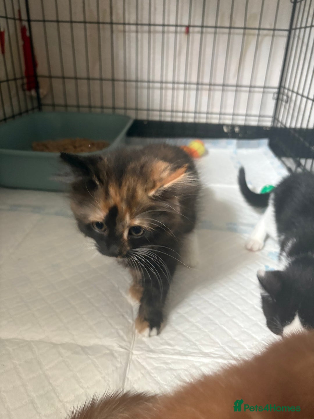 Mixed Breed cats for sale: Only 3 kittens left! - Image 34