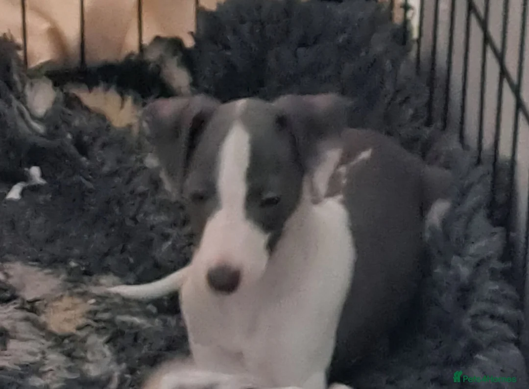 Italian Greyhound dogs for sale: KC registered Italian greyhound puppy 1 girl left - Advert 2