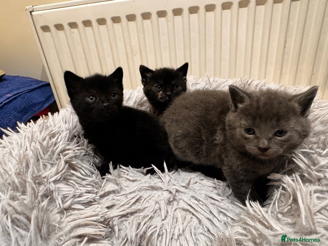 Mixed Breed cats for sale: 4 beautiful kittens - Advert 5