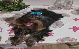 Yorkshire Terrier dogs for sale: 💝💝💝Both sides many champions 💝💝💝 in Leeds - Image 7