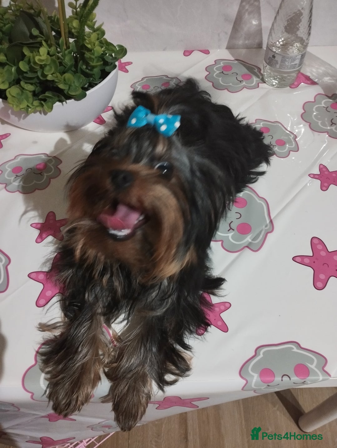 Yorkshire Terrier dogs for sale: 💝💝💝Both sides many champions 💝💝💝 in Leeds - Image 7