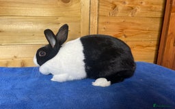 Dutch rabbits for sale: Female Dutch Rabbit - Image 1