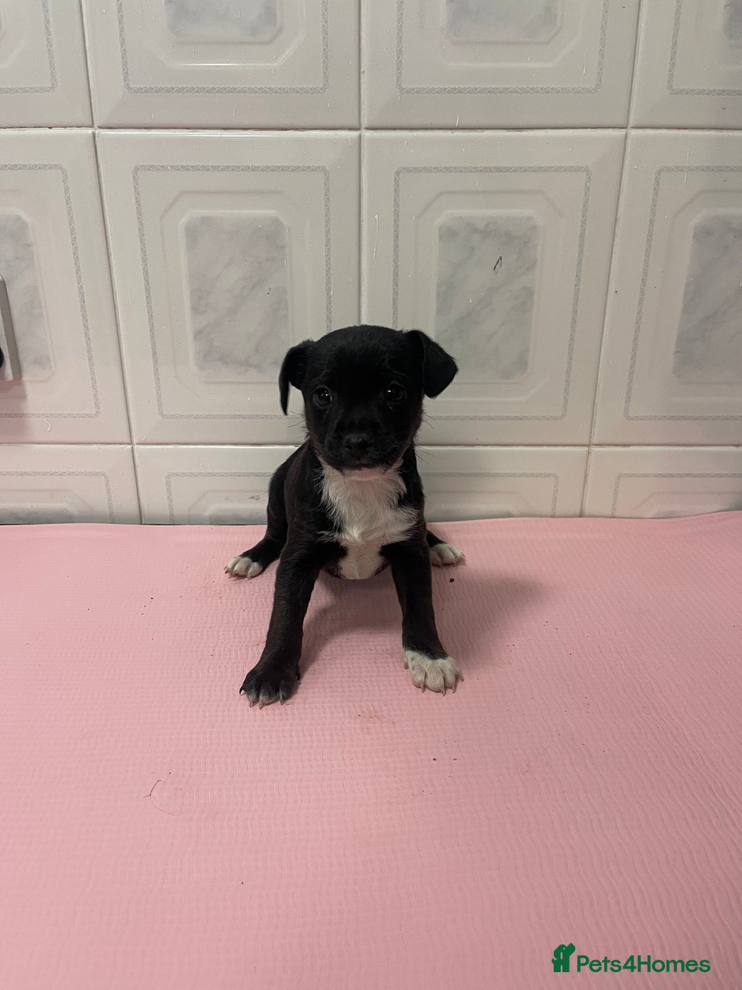 Jack Russell dogs for sale: 4 gorgeous girl ready now the perfect cams present - Advert 4