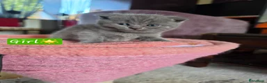 Scottish Fold 6