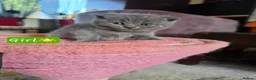Scottish Fold cats for sale: 7 Scottish fold 😍beautiful  healthy kittens - Advert 33