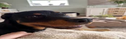 Rottweiler dogs for sale: Rottweiler  - Advert 4