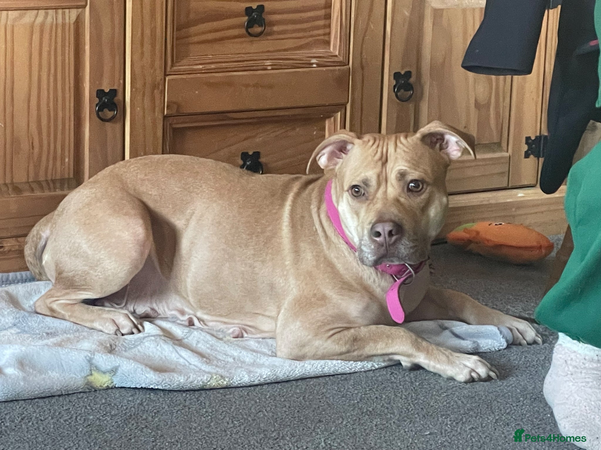 Mixed Breed dogs Staffordshire bull terrier X American staffy - Advert 2