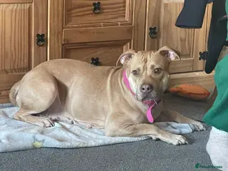 Mixed Breed dogs Staffordshire bull terrier X American staffy - Advert 2