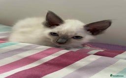 Ragdoll cats for sale: Ragdoll Kittens - Image 5