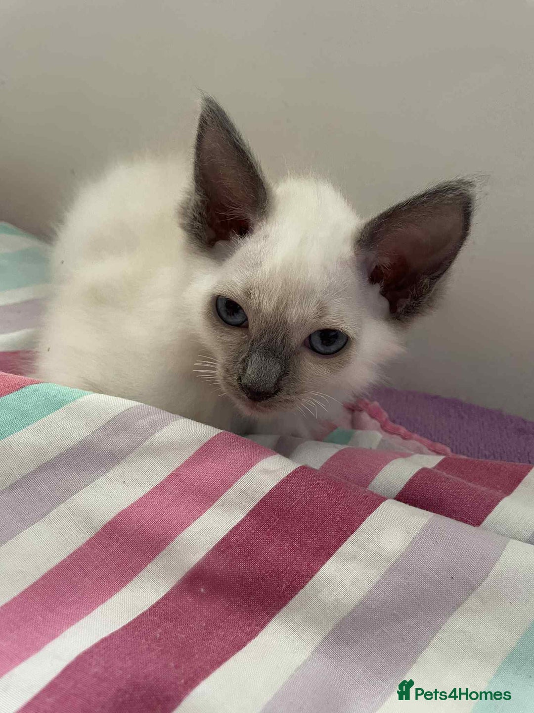 Ragdoll cats for sale: Ragdoll Kittens - Image 5