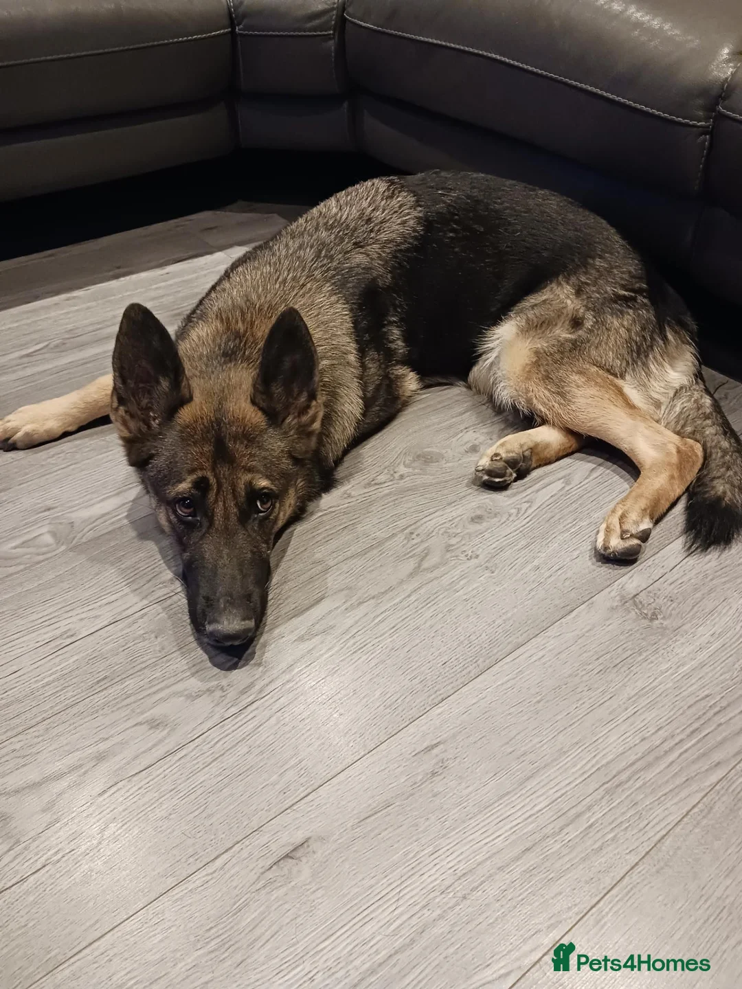 German Shepherd dogs for sale: German shepherd girl  in Doncaster - Advert 1