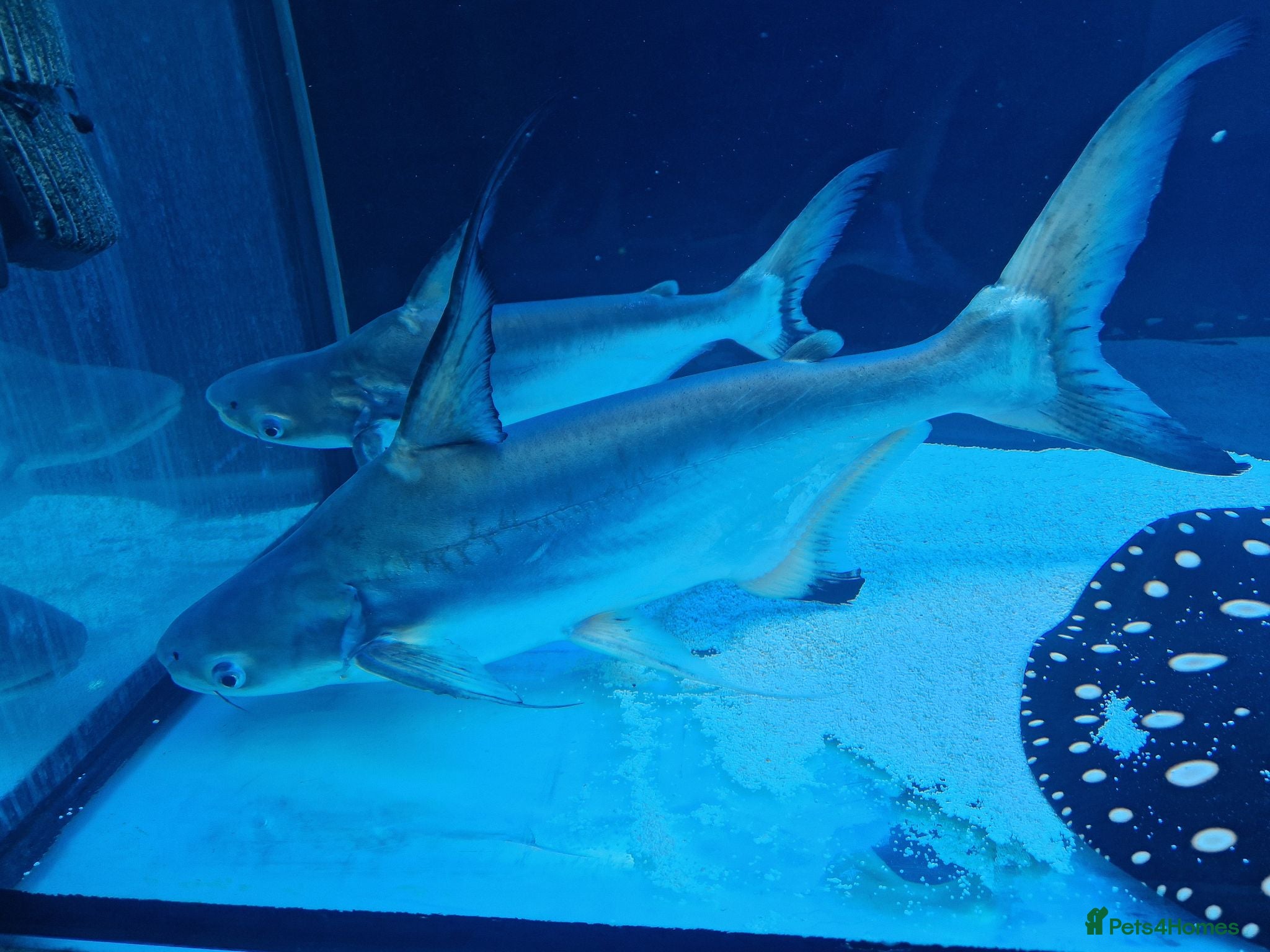 Sharks fish Pangasius paroon sharks and sting ray large - Advert 1