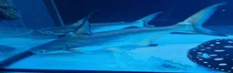 Sharks fish for sale: Pangasius paroon sharks and sting ray large in Boldon Colliery - Advert 1