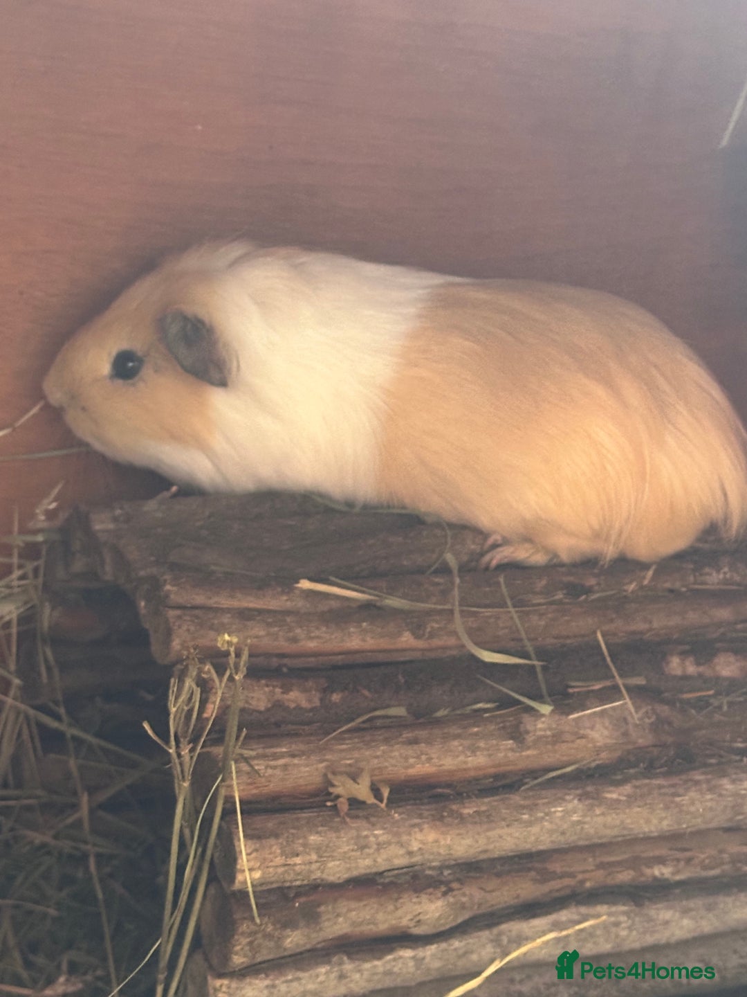 Guinea Pig rodents for sale: Male guinea pig  - Advert 2