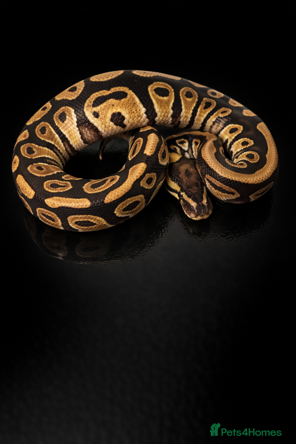 Python Snake reptiles Ball Python Collection ( Reduced ) - Advert 11
