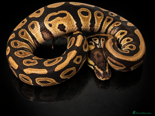 Python Snake reptiles Ball Python Collection ( Reduced ) - Advert 11