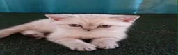 British Shorthair cats for sale: Kittens available. - Advert 10