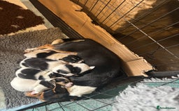 Jack Russell dogs for sale: Beautiful Jack Russell’s  - Image 1