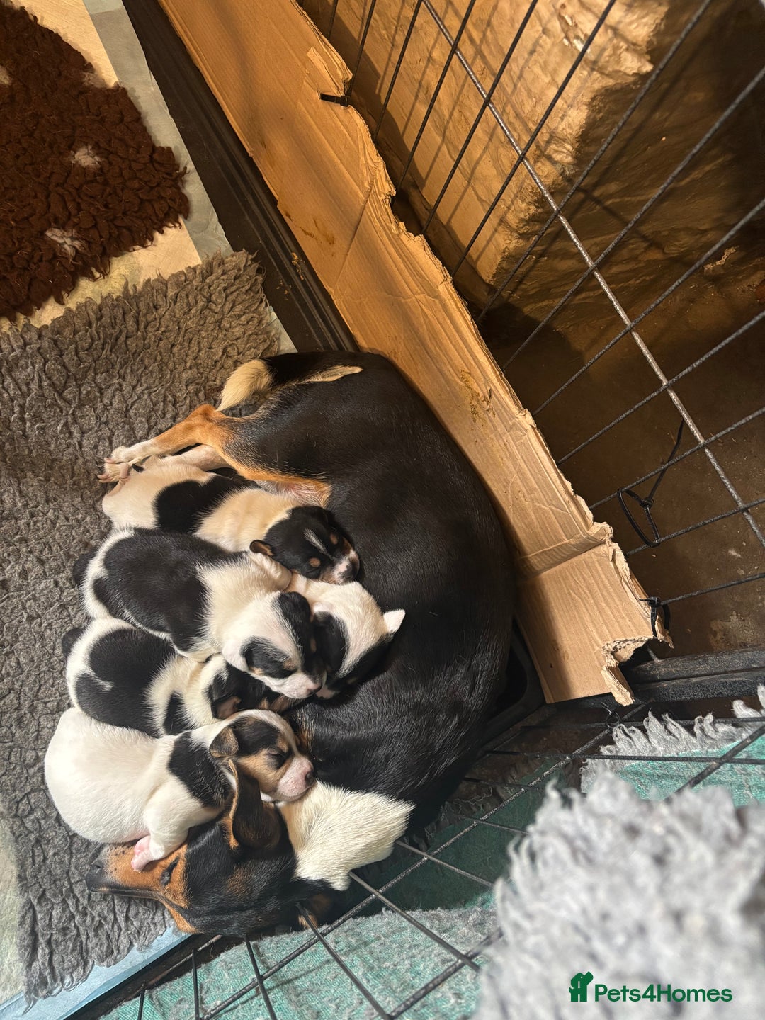 Jack Russell dogs for sale: Beautiful Jack Russell’s  - Image 1